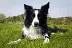 Image result for Bordercollie. Size: 147 x 98. Source: jooinn.com