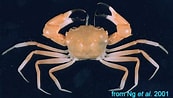Afbeeldingsresultaten voor "carcinoplax Surugensis". Grootte: 173 x 98. Bron: www.crabdatabase.info