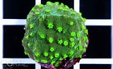 Image result for Astreopora Colonies. Size: 160 x 98. Source: www.coral.zone