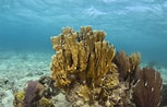 Image result for Fire Coral Species. Size: 153 x 98. Source: www.science.org