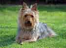 Image result for Silky Terrier. Size: 135 x 98. Source: www.pinterest.com