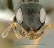 Image result for "tetraplecta Pinigera". Size: 111 x 98. Source: www.antwiki.org