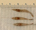Image result for "pontophilus Norvegicus". Size: 117 x 98. Source: www.nhptv.org