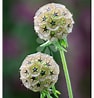 Afbeeldingsresultaten voor "upogebia Stellata". Grootte: 94 x 98. Bron: www.pinterest.co.uk