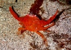 Image result for "portunus Pubescens". Size: 139 x 98. Source: www.marinespecies.org