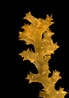 Image result for "carposphaera Acanthophora". Size: 69 x 98. Source: biogeodb.stri.si.edu