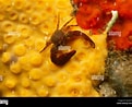 Afbeeldingsresultaten voor "pisidia Longicornis". Grootte: 121 x 98. Bron: www.alamy.com