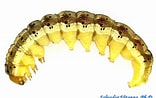 Image result for "beaked Larva". Size: 156 x 98. Source: elp.tamu.edu