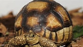 Image result for Aziatische Doornschildpad. Size: 172 x 98. Source: www.rijnmond.nl