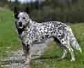 Image result for Australian Cattle Dog. Size: 121 x 98. Source: dogbreeds.wiki