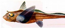 Image result for Hydrolagus mirabilis Anatomie. Size: 227 x 98. Source: biologiapeces.com