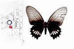 Image result for Mimoides ariarathes. Size: 149 x 98. Source: www.butterfliesofamerica.com