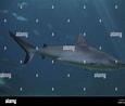 Image result for "carcharhinus Wheeleri". Size: 115 x 98. Source: www.alamy.com
