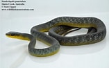 Image result for Dendrelaphis punctulatus Feiten. Size: 157 x 98. Source: reptile-database.reptarium.cz