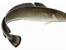 Afbeeldingsresultaten voor "molva Molva". Grootte: 131 x 98. Bron: www.dryfish.is