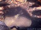 Image result for Sacculina gerbei. Size: 132 x 98. Source: doris.ffessm.fr