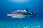Lemon Shark Predators ਲਈ ਪ੍ਰਤੀਬਿੰਬ ਨਤੀਜਾ. ਆਕਾਰ: 151 x 98. ਸਰੋਤ: a-z-animals.com