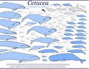 Image result for Types of Cetaceans. Size: 127 x 98. Source: otlibrary.com