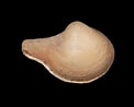 Image result for "cuspidaria Cuspidata". Size: 122 x 98. Source: www.aphotomarine.com