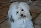 Biletresultat for Coton De Tulear. Storleik: 145 x 98. Kjelde: www.dog-learn.com