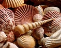 Image result for Seashells. Size: 126 x 98. Source: wallpapers-atoz.blogspot.com