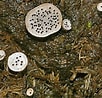 Afbeeldingsresultaten voor pissebedkeverslak geslacht. Grootte: 102 x 98. Bron: www.vleet.be