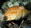 Image result for Calappa sulcata Stam. Size: 110 x 98. Source: www.poppe-images.com