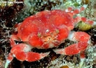 Image result for "nucia Speciosa". Size: 137 x 98. Source: www.underwaterkwaj.com