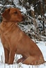 Image result for Jakt Labrador Retriever. Size: 66 x 98. Source: montblanczone.com