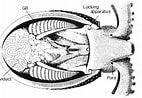 Image result for Ocythoe tuberculata Anatomy. Size: 142 x 98. Source: tolweb.org