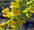 Image result for Iotroata spinosa Geslacht. Size: 113 x 98. Source: www.wildflowers.co.il