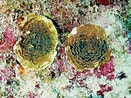 Image result for "leptoseris Cucullata". Size: 131 x 98. Source: coralpedia.bio.warwick.ac.uk