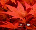 Tamaño de Resultado de imágenes de Red Maple Leaves.: 117 x 98. Fuente: blogs.northcountrypublicradio.org