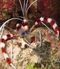 Image result for Stenopus hispidus. Size: 86 x 98. Source: www.poisson-or.com