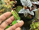 Image result for "eteone Foliosa". Size: 127 x 98. Source: www.begonia.club