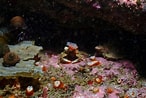 Image result for Scyra acutifrons. Size: 146 x 98. Source: reeflifesurvey.com