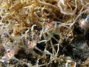 Image result for Tubulariidae. Size: 131 x 98. Source: www.roboastra.com