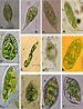Afbeeldingsresultaten voor "leptognathia Gracilis". Grootte: 75 x 98. Bron: www.researchgate.net