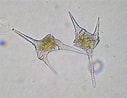 Image result for Chirundinella magna Geslacht. Size: 127 x 98. Source: hiroshima-no1.sakura.ne.jp