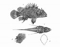 Image result for SCORPAENIDAE Anatomie. Size: 124 x 98. Source: fishesofaustralia.net.au