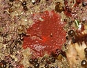 Image result for "hymedesmia Baculifera". Size: 126 x 98. Source: www.aphotomarine.com