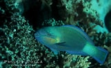 Image result for Scarus vetula Gedrag. Size: 161 x 98. Source: www.oceanlight.com
