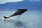 Image result for Cetacea Animal. Size: 149 x 98. Source: escola.britannica.com.br