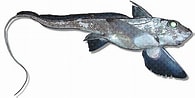Image result for Hydrolagus mirabilis Familie. Size: 195 x 98. Source: tiburonesypeces.com