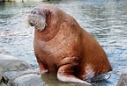 Image result for Arctic Ocean Animals. Size: 144 x 98. Source: allthatsinteresting.com