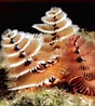 Manicina areolata Anatomie ਲਈ ਪ੍ਰਤੀਬਿੰਬ ਨਤੀਜਾ. ਆਕਾਰ: 88 x 98. ਸਰੋਤ: www.gibellaquarium.us