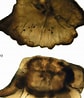 Image result for Benthophilus stellatus Klasse. Size: 84 x 98. Source: www.researchgate.net