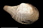 Image result for "cardiomya Costellata". Size: 152 x 98. Source: www.naturalhistory.museumwales.ac.uk