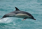 Afbeeldingsresultaten voor Delphinus Geslacht. Grootte: 141 x 98. Bron: www.dolphins-world.com