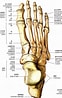 足の構造 に対する画像結果.サイズ: 62 x 98。ソース: m-r-g.jp